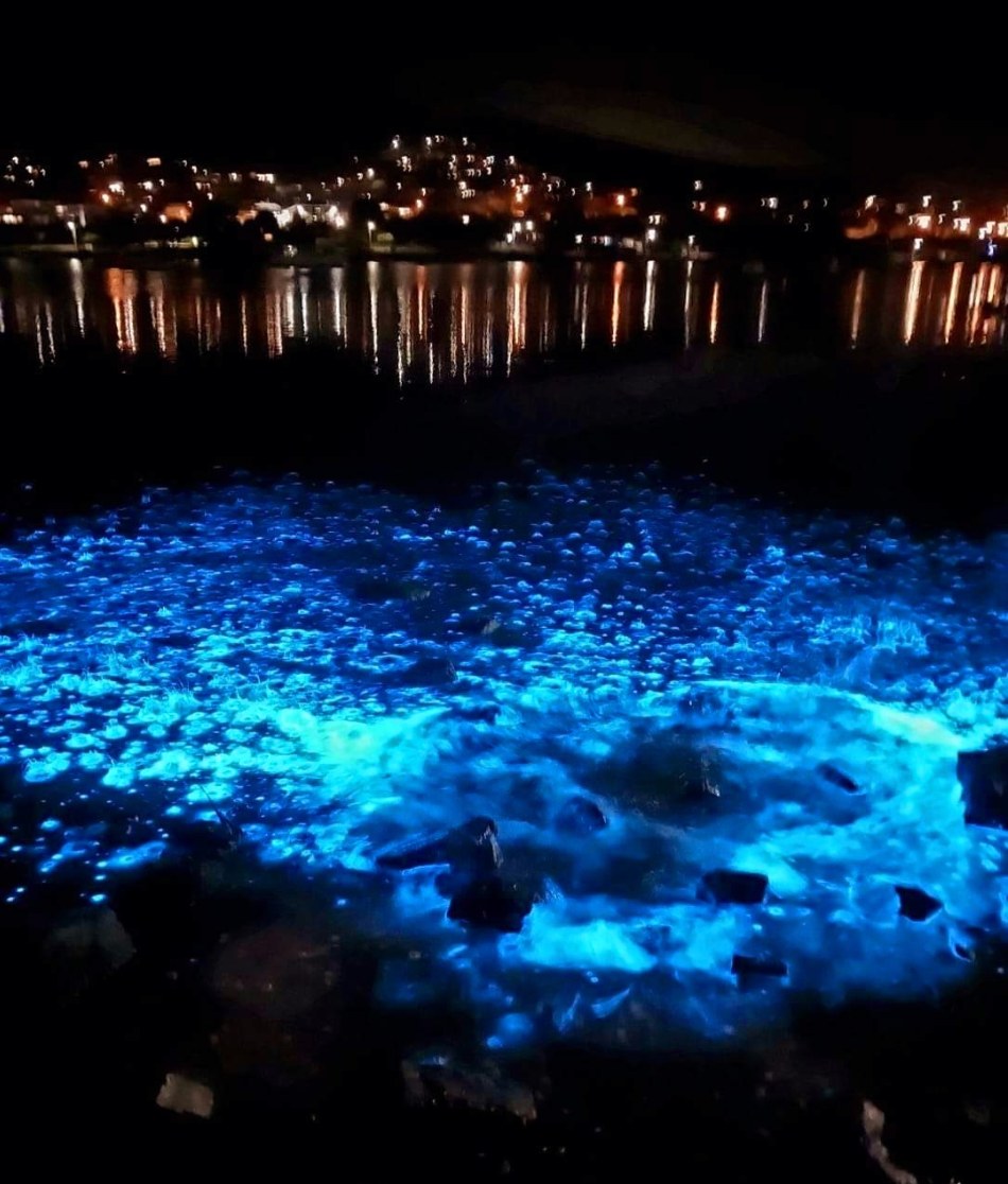 BlueTears