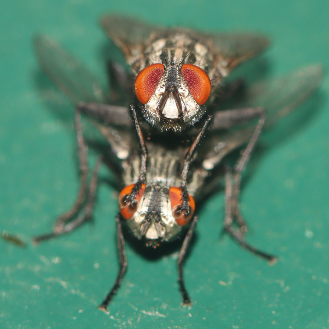 Professor Russell Bonduriansky: AN INORDINATE FONDNESS FOR FLIES